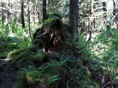 12D Upturned Tree Trunk Covered With Moss And Ferns In The Alaska Rainforest Sanctuary Near Ketchikan Alaska